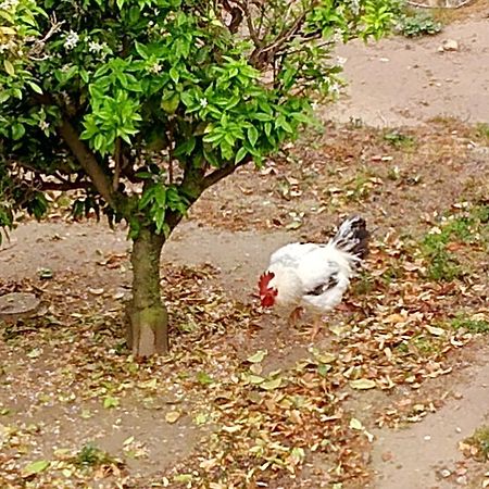 La Caseta Del Pitxo Deltebre Kültér fotó